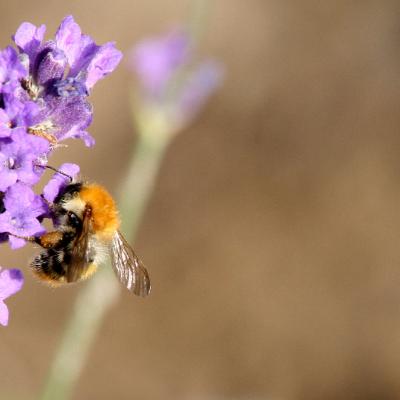 Nature - Marc Zommer Photographies 