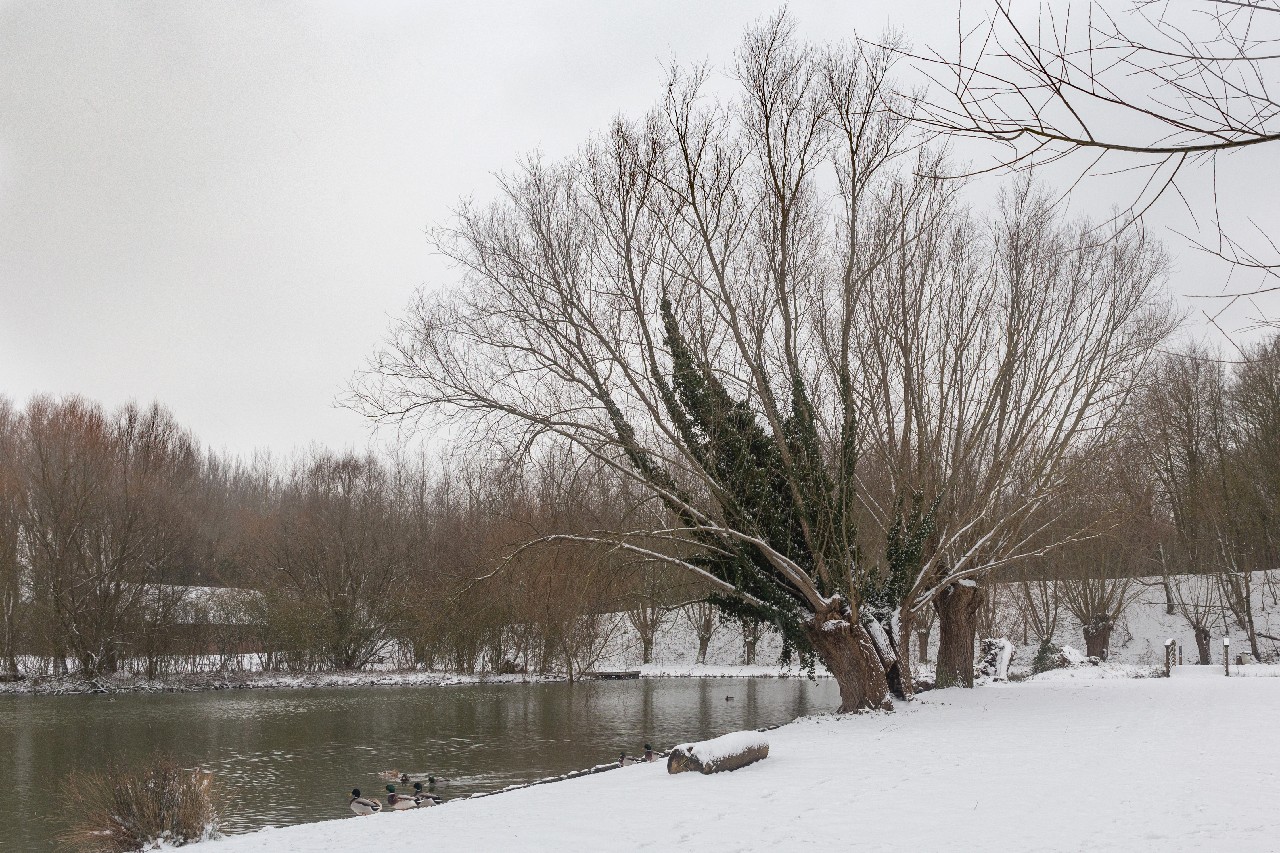 Parc des 6 Bonniers - Willems (59)