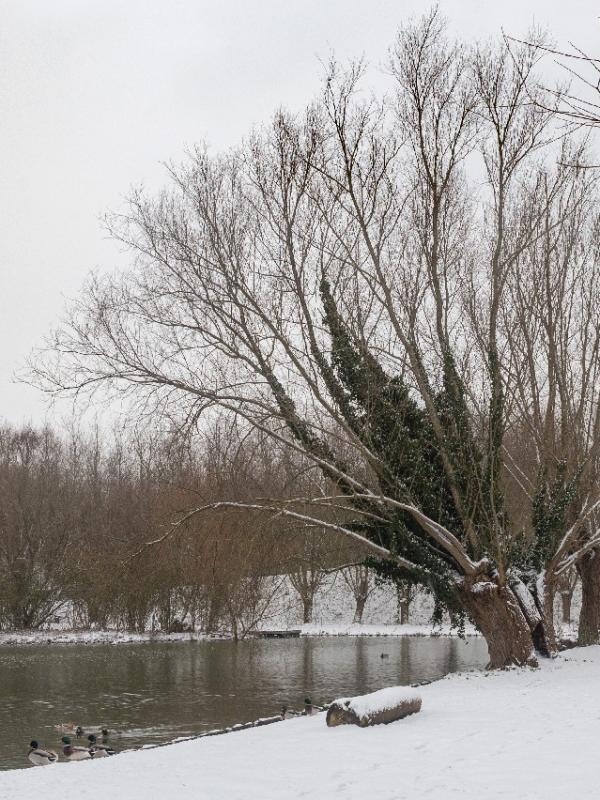 Parc des 6 Bonniers - Willems (59)