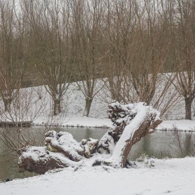 Parc des 6 Bonniers - Willems (59)