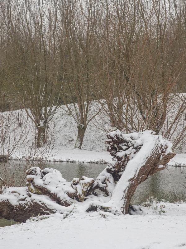 Parc des 6 Bonniers - Willems (59)
