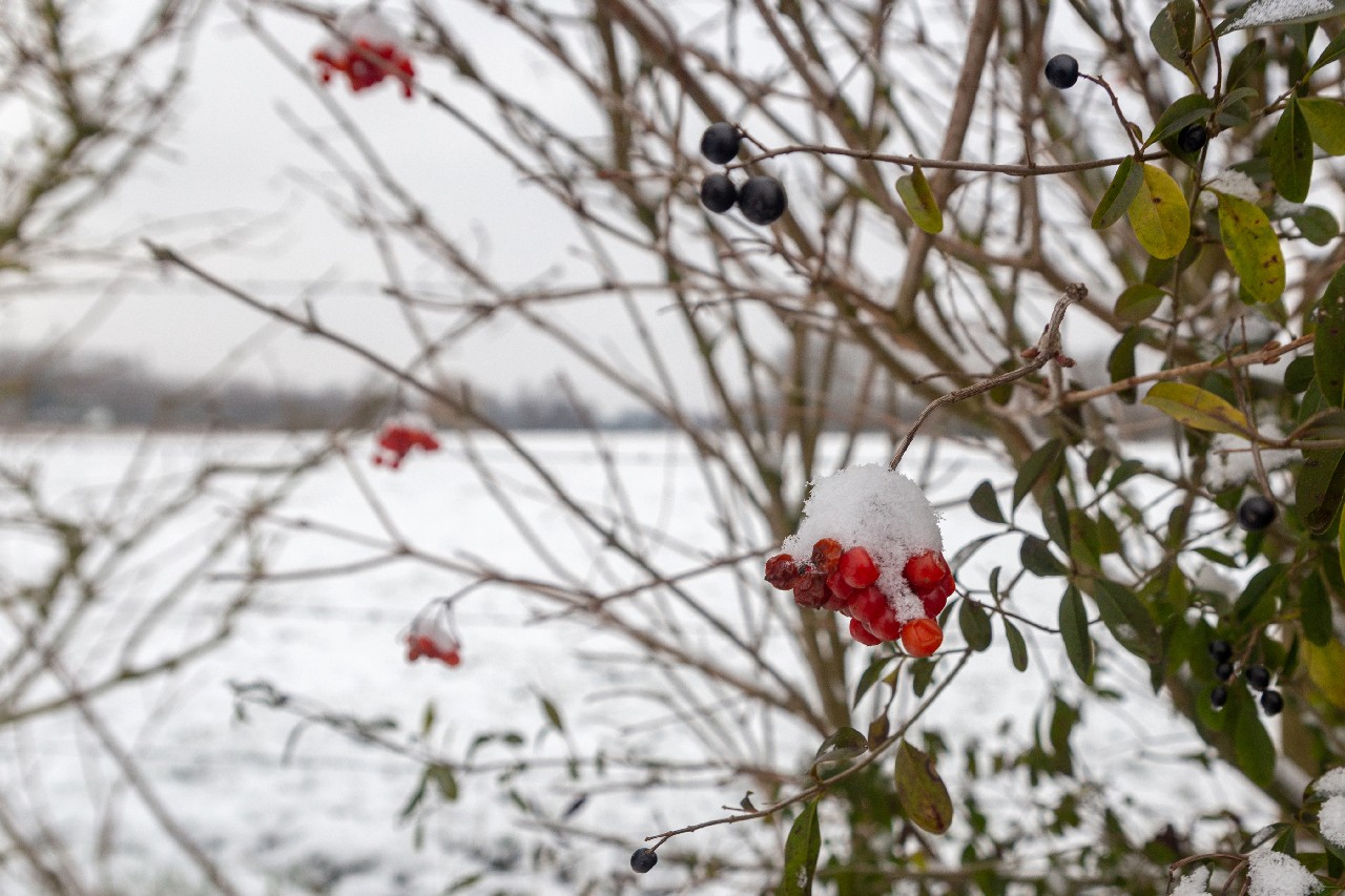 Baisieux sous la neige 