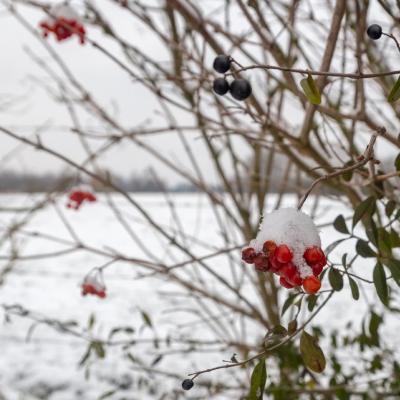 Baisieux sous la neige 