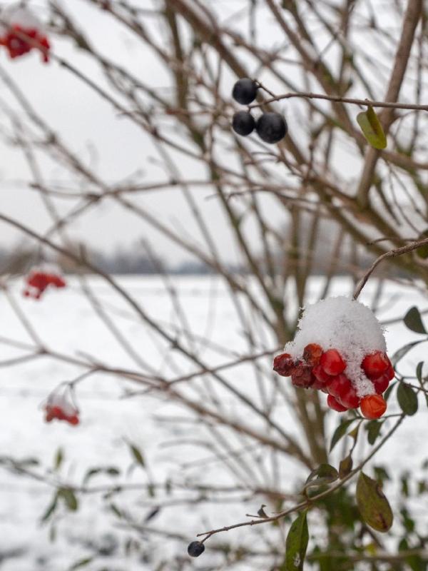 Baisieux sous la neige 