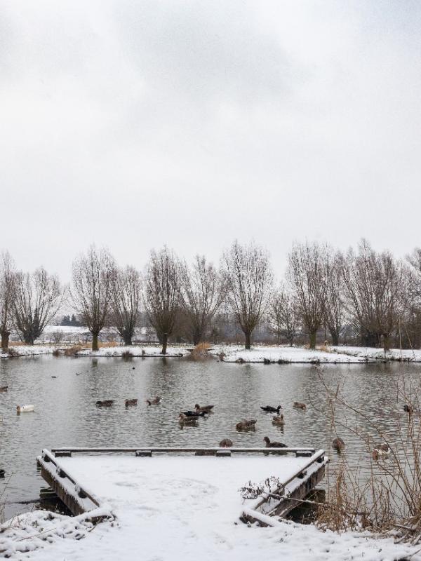 Parc des 6 Bonniers - Willems (59)