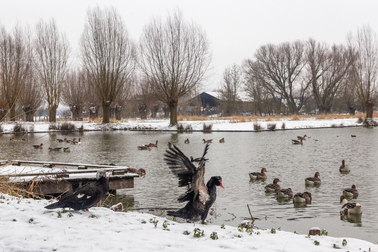 Parc des 6 Bonniers - Willems (59)