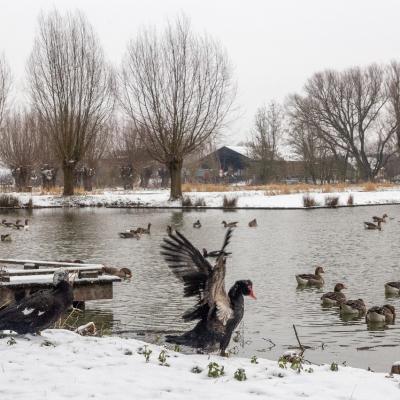 Parc des 6 Bonniers - Willems (59)