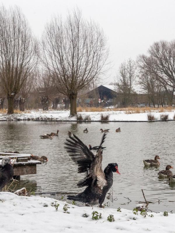 Parc des 6 Bonniers - Willems (59)