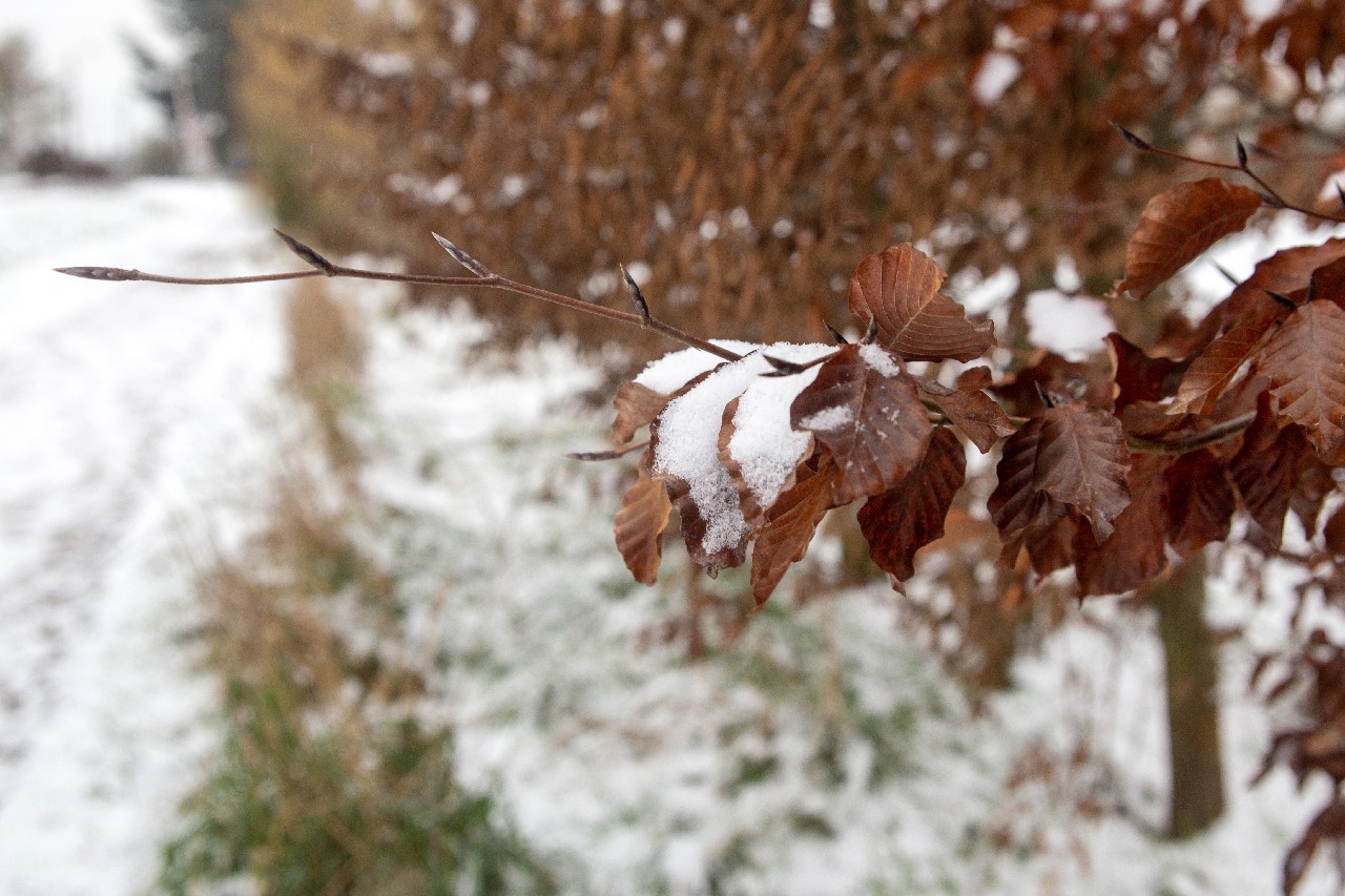 Baisieux sous la neige 