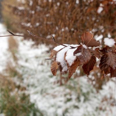 Baisieux sous la neige 