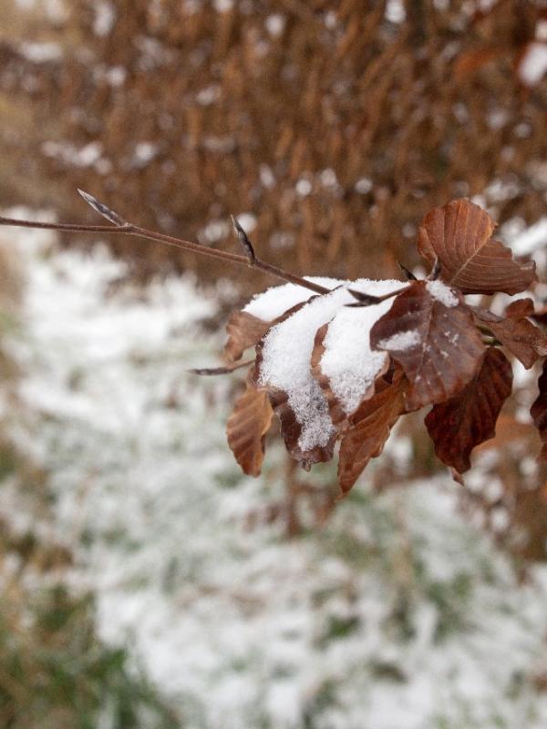 Baisieux sous la neige 