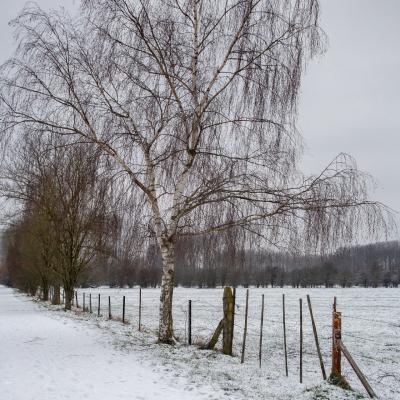 Baisieux sous la neige 