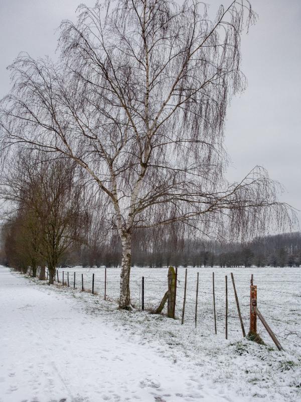 Baisieux sous la neige 
