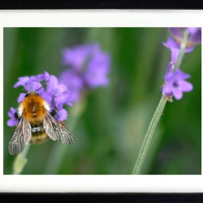 Abeille 2 marc zommer photographies