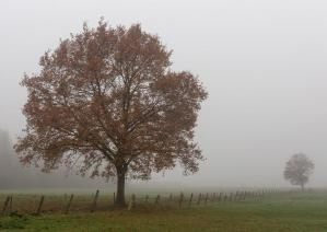 Brouillard marc zommer photographies 11