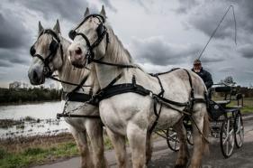 Chevaux marc zommer photographies 26
