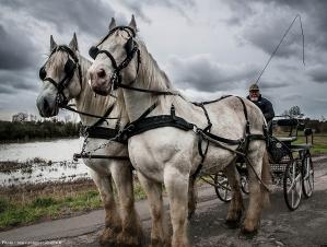 Marc zommer photographies attelages