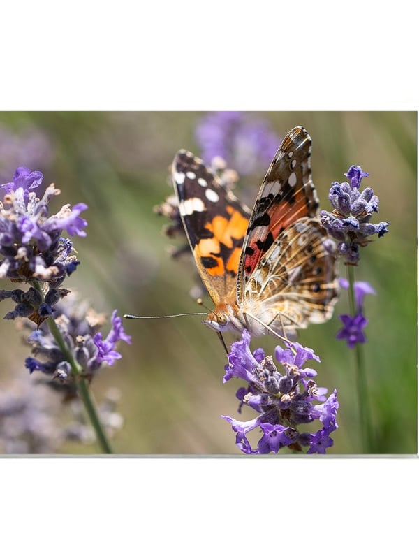 Pp 30x40cm mzp56 marc zommer photographies 1